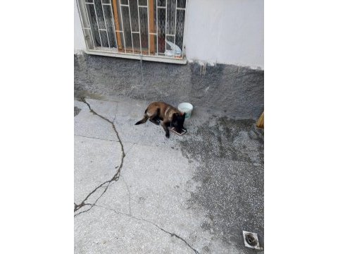 Eğitimli belçika kurdu