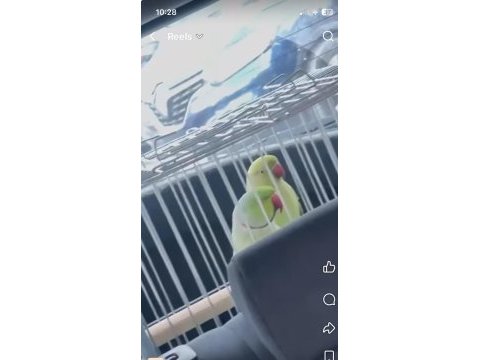 İkiside konuşuyor evcil papağanlar