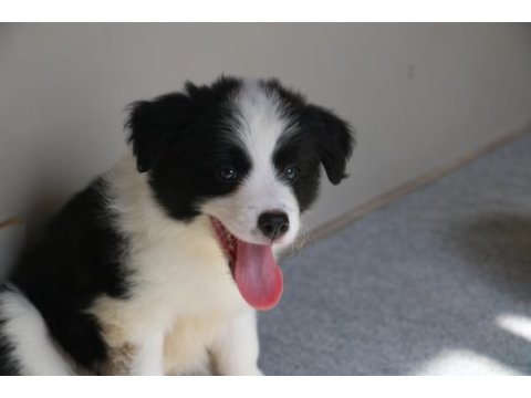 A şecere yavru köpekler