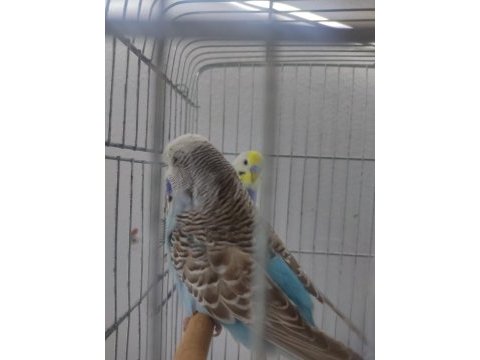Damızlık jumbo dişi muhabbet kuşu