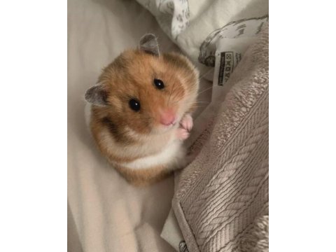 Hamster-gonzales yavrularımız heryere gönderim