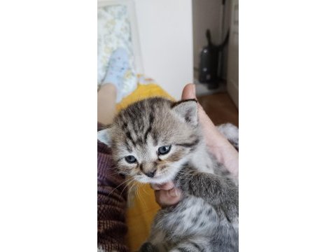 Saf kan british shorthair yavrular