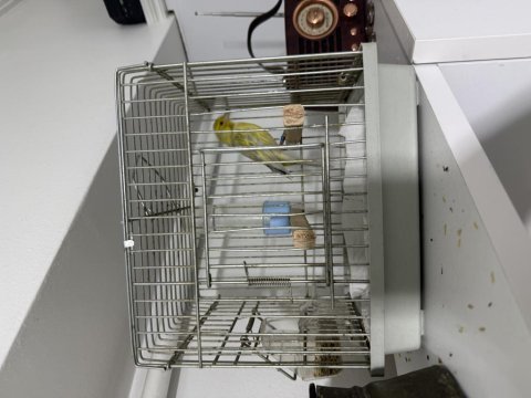 Topaz cins kanarya erkek nameli ötüyor