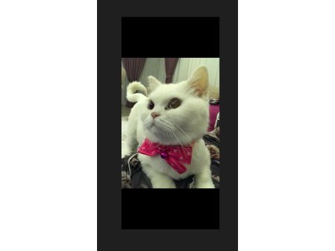 Ücretsiz british shorthair kedimiz