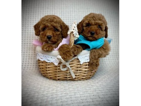 Toy poodle yavruları