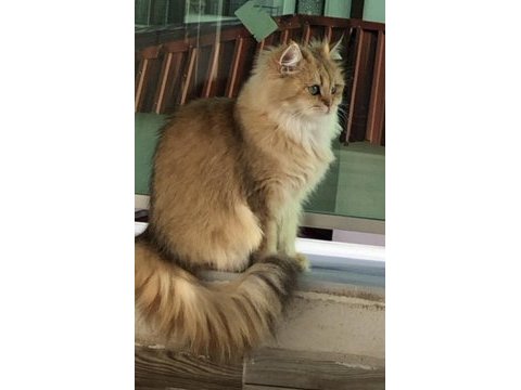 Zümrüt gözlü dünya güzeli bir brıtısh longhaır