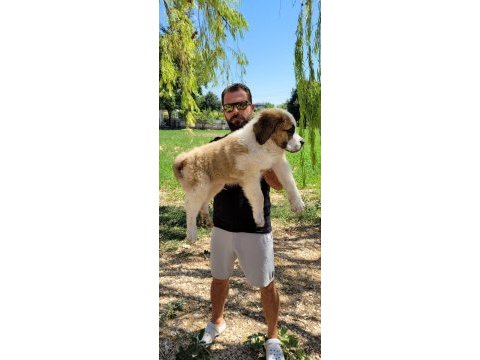 St bernard yavrularımız ırk garantilidir