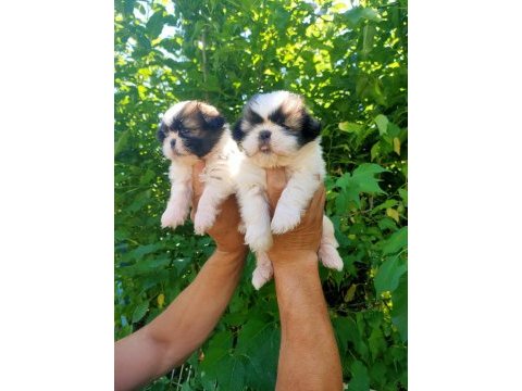 Shih-tzu yavrularım