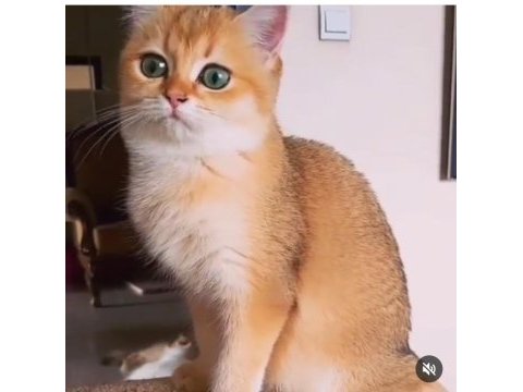 Show kalite british shorthair golden by11 by12 yavrular