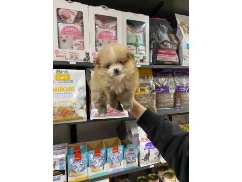 Erkek bebek pomeranian