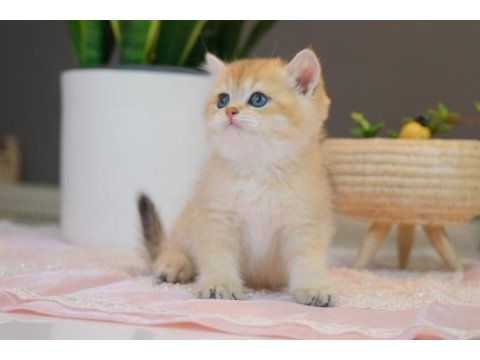 Top kafa british shorthair black golden ny11