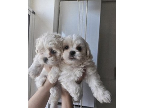 Maltese bebiş köpekler