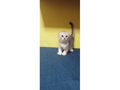 Scottish longhair