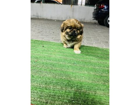 Safkan çin pekinizi 3 aylık