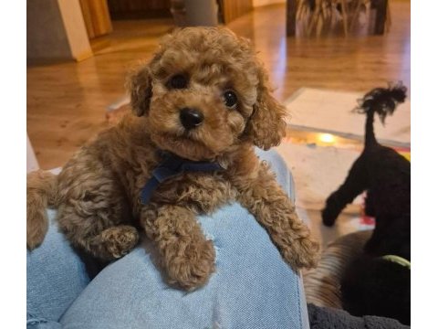 Toypoodle yavrularımız 
