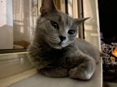 British shorthair kedimize ömürlük yuva arıyoruz
