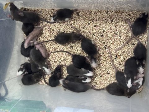 Her renk uysal yavru rat