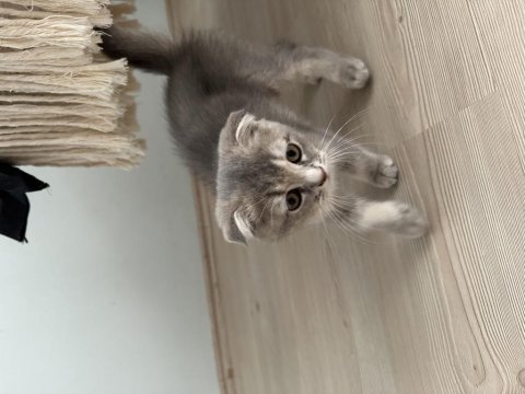 Scottish fold kedilerimiz