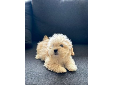 Poodle dan farksız maltipoo