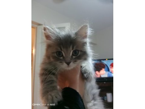 British shorthair 2.5 aylık yavru