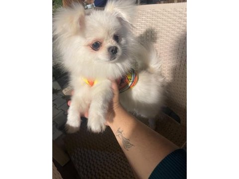 Kore pomeranian yavru yuvasını arıyor