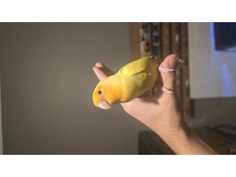 Full artı full evcil oyuncu sevda papağanı