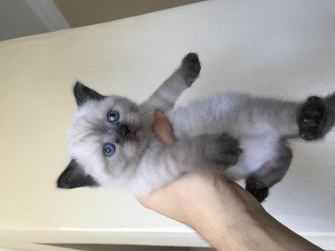 Oyunculuk desen var karizma desen var