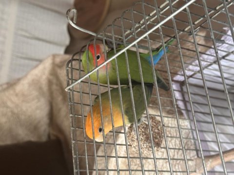 Cennet papağanı dişi ve erkek birlikte sahiplendirme