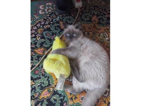 British shorthair blue point dişi 1 yaşında