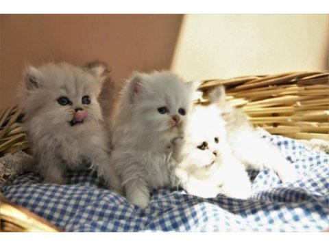 Secereli anne babanın british longhair yavruları