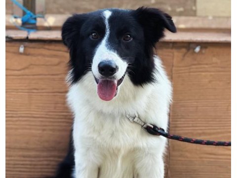 Eğitimli border collie – sks 1.si istanbul