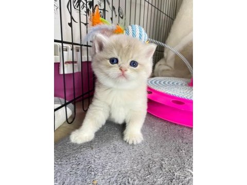 Full şecereli anne babanın british oğlu yeni aile arıyor