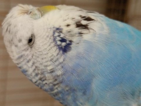 Jumbo albino muhabet kuşu