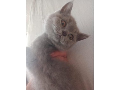 Scottish ve british shorthair bebişler uyguna!