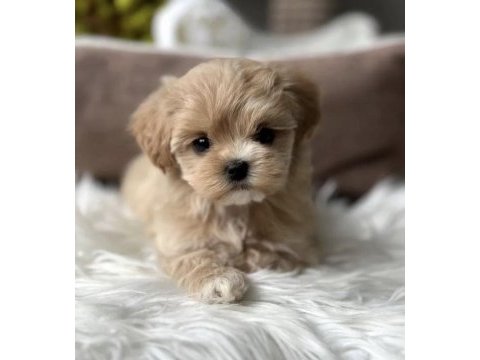 Teacup kore maltipoo yavruları