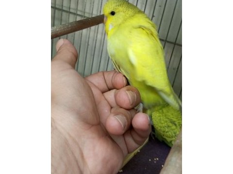 Yavru yeni düşmüş jumbo erkek muhabbet kuşu