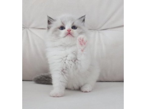 Full şecereli ragdoll yavruları