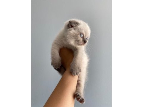 2 aylık scottish fold