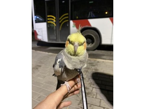 Evcil konuşabilen sultan papağanı