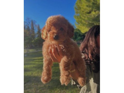 Fcı / kıf secereli şampiyon anne ve babadan poodle yavrular