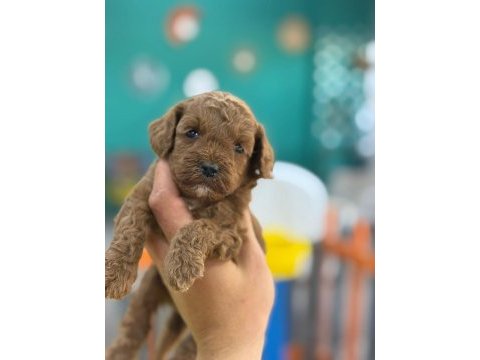 Show kalite poodle yavrularımız