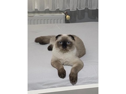 Harika çok güzel bir kedimiz yedi aylık