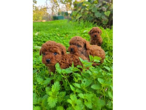 Toy poodle muhteşem bebekler