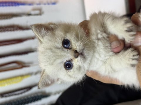 Safkan oyuncu scottish fold bebekler yuvalarını bekliyor