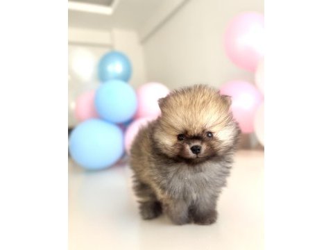 Pomeranian boo ayı surat