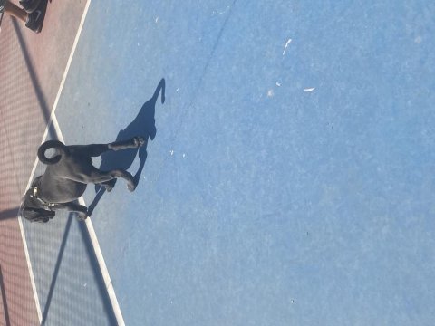 2 aylık cane corso blue iç dış parazit yapılı