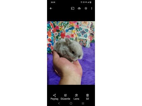 Cüce tavşan bebekleri
