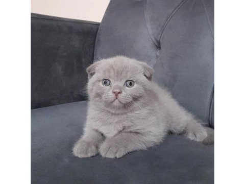 British ve scottish fold yavrularımız