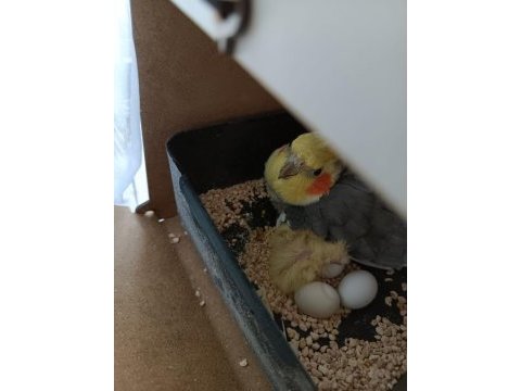 6 yumurtalı 2 yavrulu sultan papağanı takım