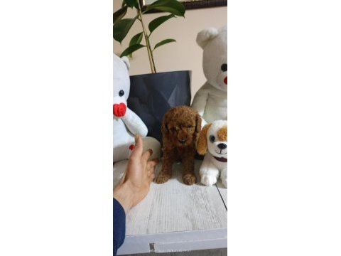 45 günlük poodle kuru mama yiyorlar